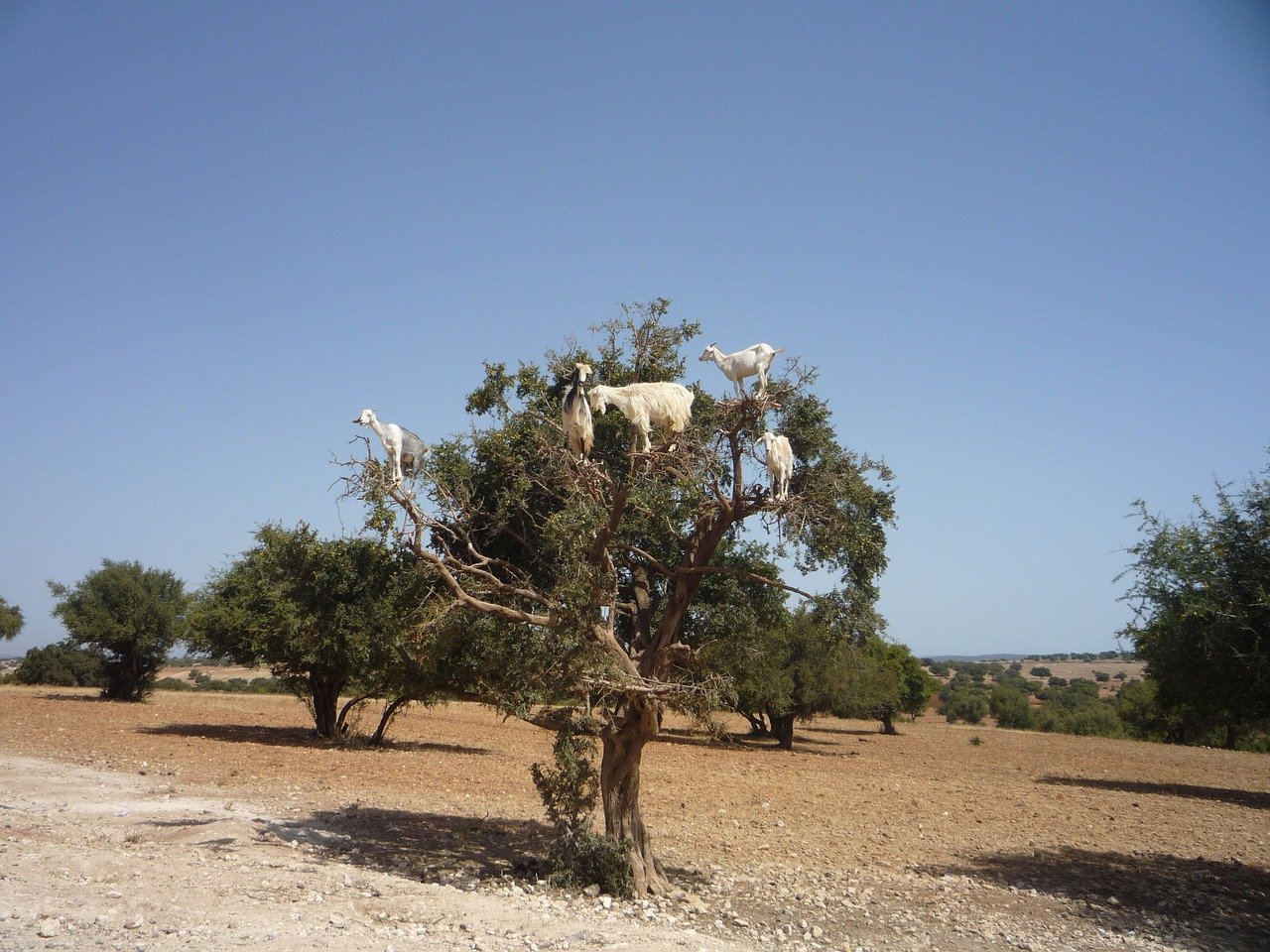 Cabras en los árboles en Marruecos