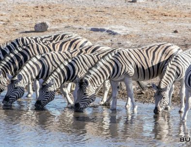 tour di 10 giorni in Namibia