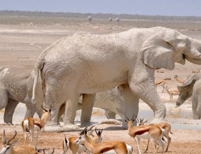 6 giorni di safari in Namibia