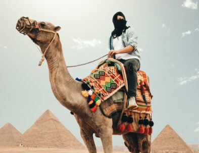 cammello in Egitto