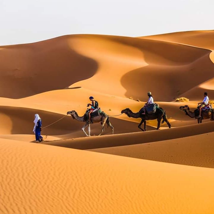 Camel trekking in Merzouga desert