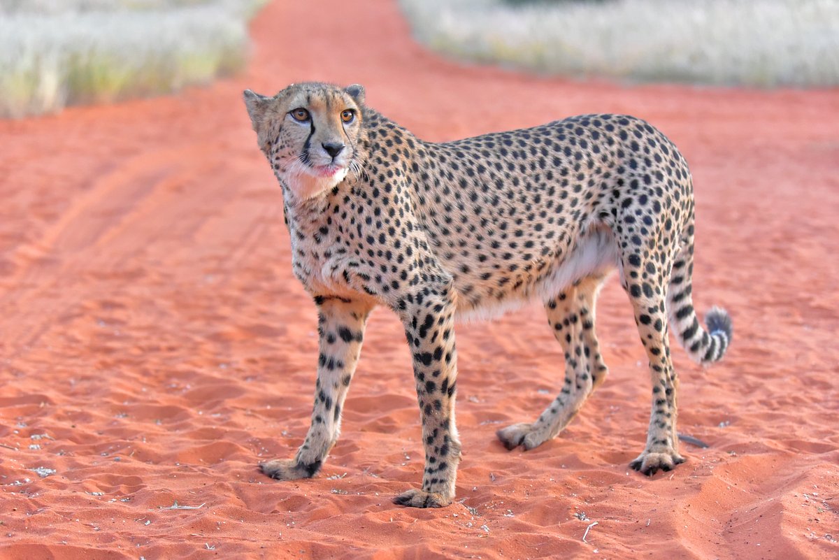 Namibia safaris