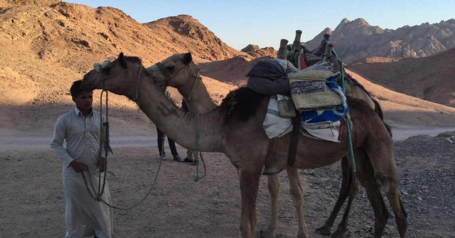 Camel trekking in Egypt