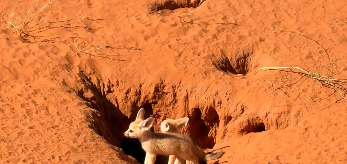 Fennec fox in the Sahara Desert during a 2 days desert tour from Marrakech to Fes via Merzouga.