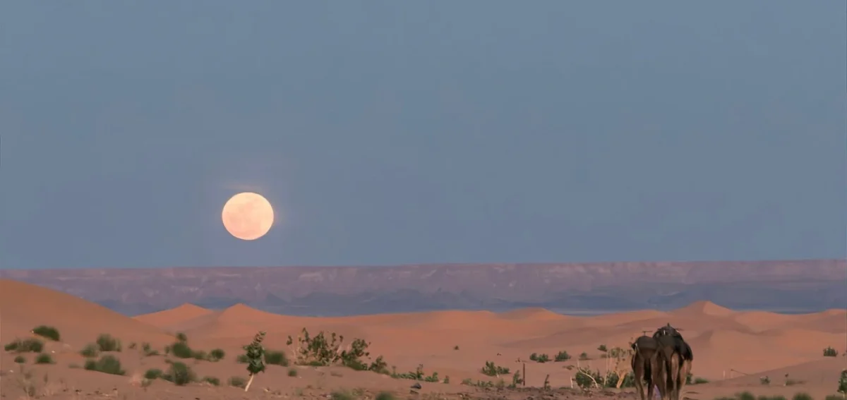 Camel in the Merzouga Desert under the moon during a 4 days desert tour from Casablanca to Marrakech
