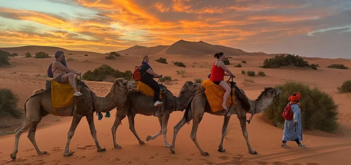 Travelers riding camels across the Merzouga desert during a colorful sunset