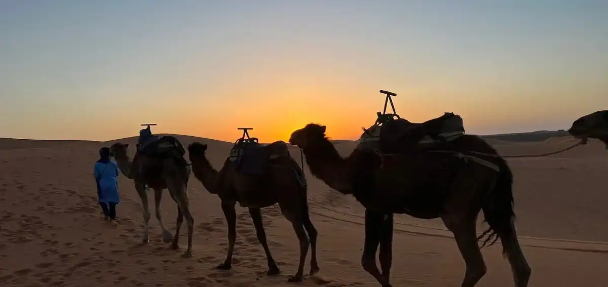 camel-trekking-sunset-erg-chebbi-4-days-fes-merzouga Camel trekking at sunset in Erg Chebbi dunes during a 4 days tour from Fes to Merzouga
