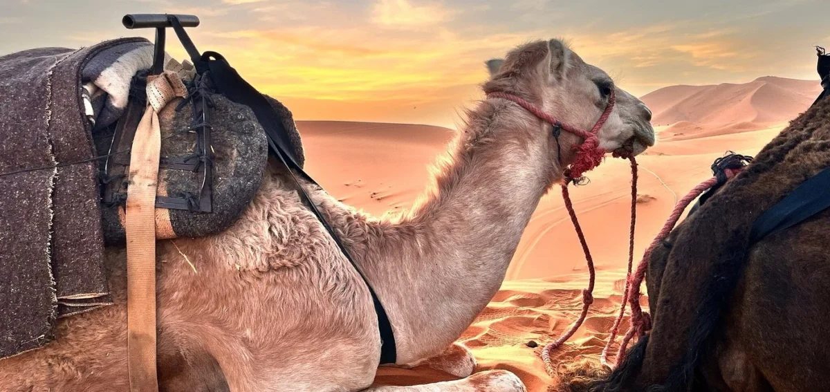 Camel trek at sunset in Merzouga during a 9-day Morocco tour from Tangier