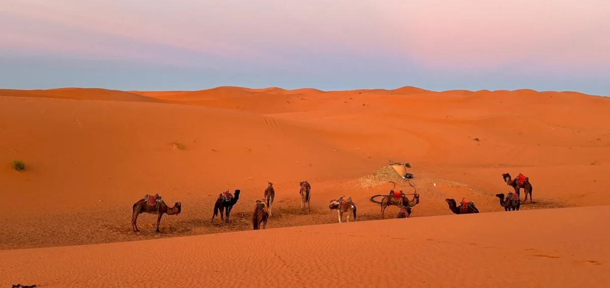 Camel trekking in the Erg Chebbi dunes during sunset in Merzouga Sahara Desert, Morocco